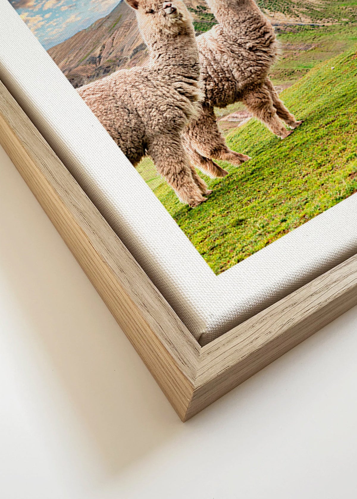Cuadro alpacas en montaña arcoíris – Canvas detail