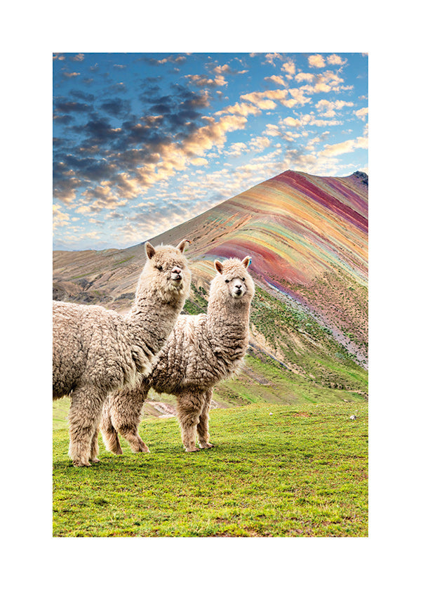 Cuadro alpacas en montaña arcoíris