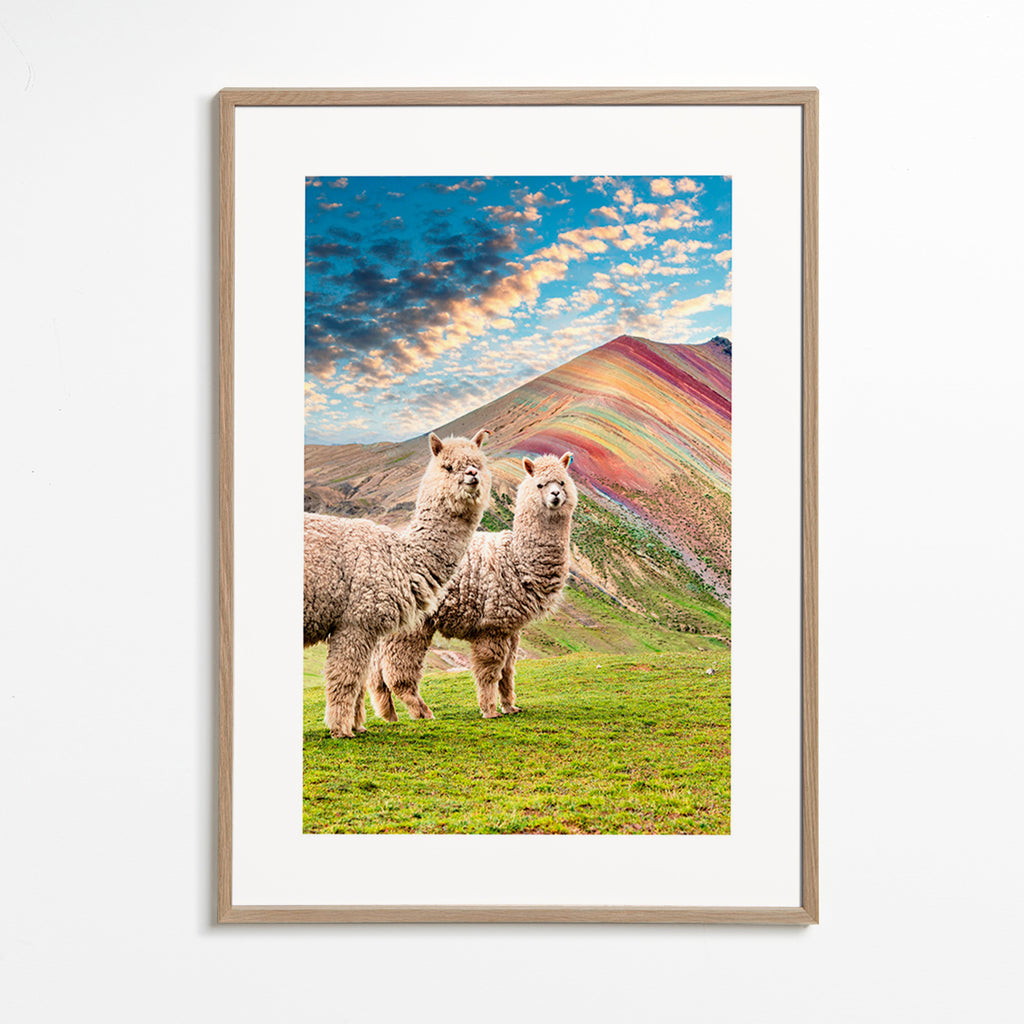 Cuadro alpacas en montaña arcoíris – Oak Frame