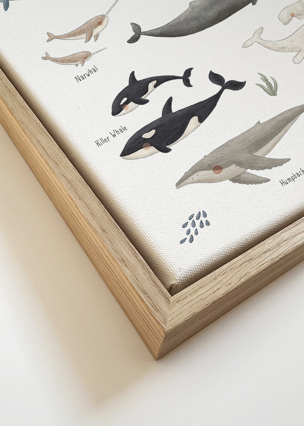 Ballenas fondo blanco (inglés)