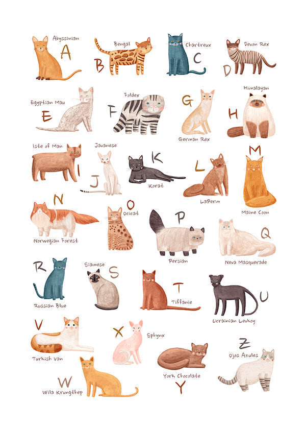Lámina infantil: abecedario de gatos ilustrados