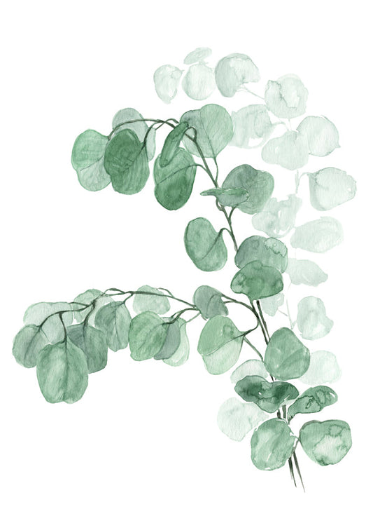 Watercolor silver dollar eucalyptus