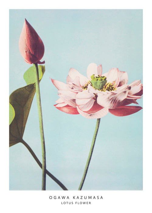Ogawa Kazumasa Lotus Flowers - Unframed art print