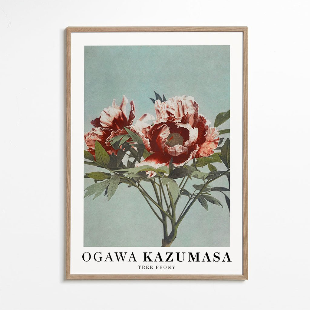 Ogawa Kazumasa Tree Peony