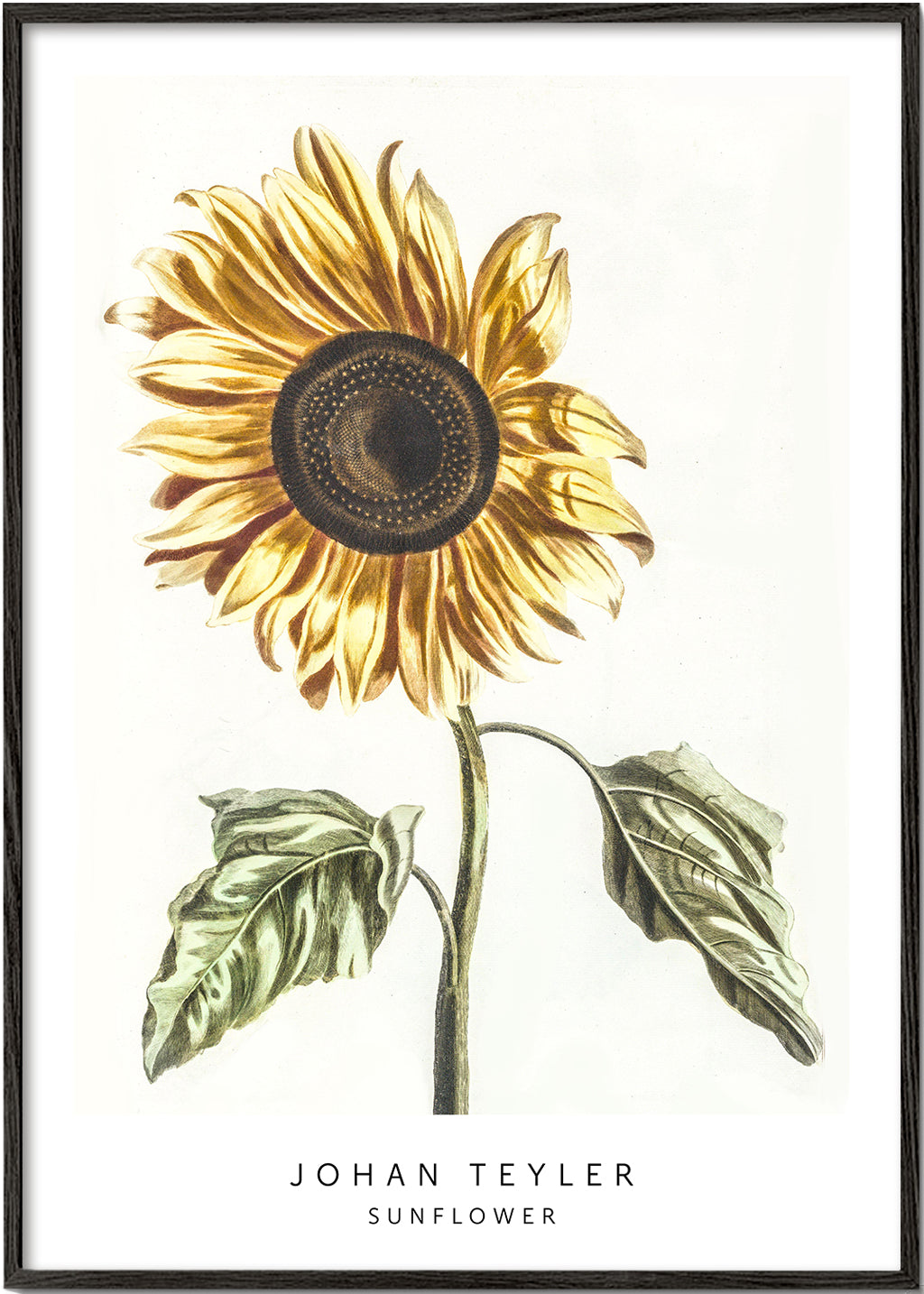 Johan Teyler Sunflower