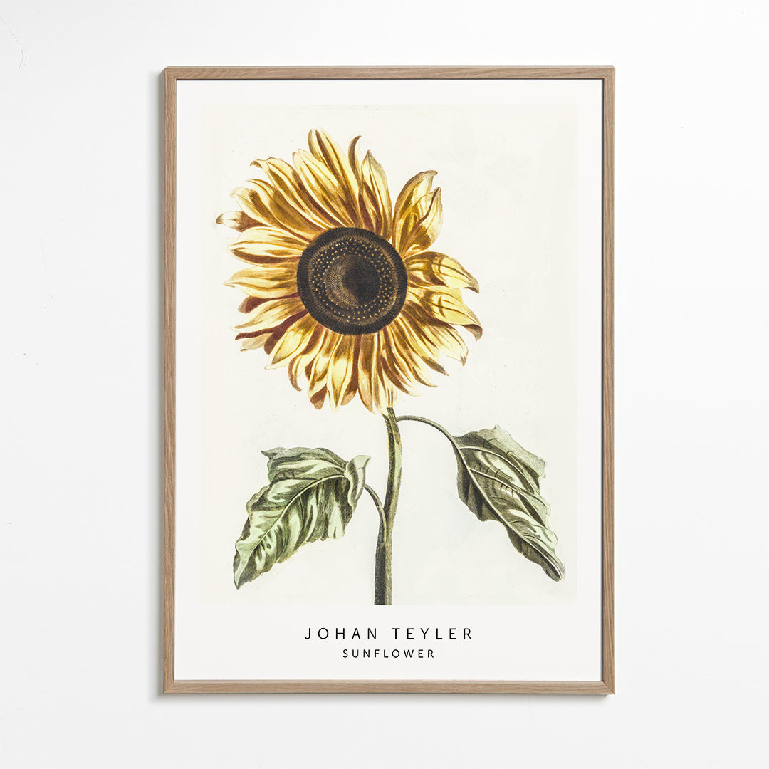 Johan Teyler Sunflower