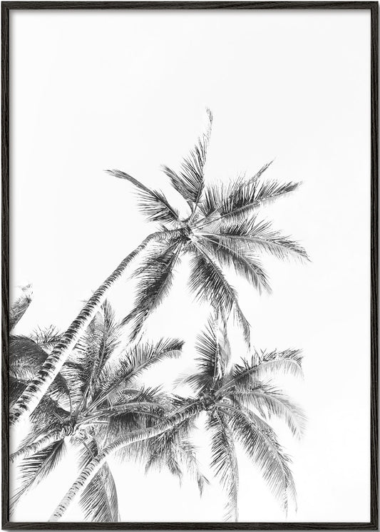 Beach Palm trees Black & White