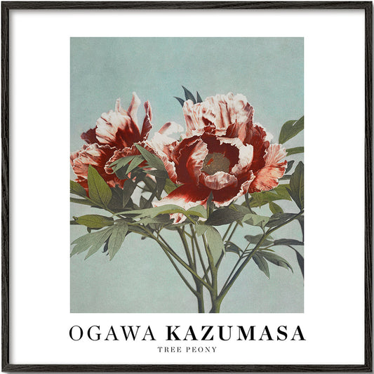 Ogawa Kazumasa Tree Peony II