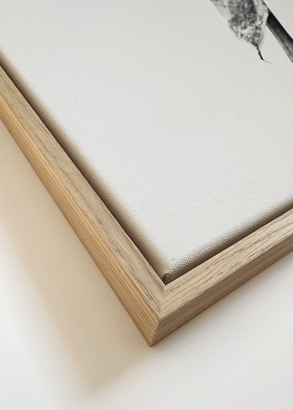 Dried rose black and white photograph