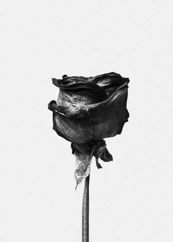 Dried rose black and white photograph