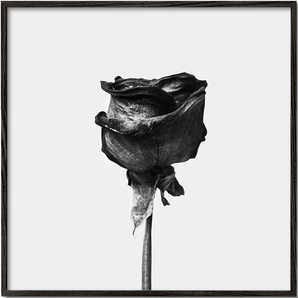 Dried rose black and white photograph