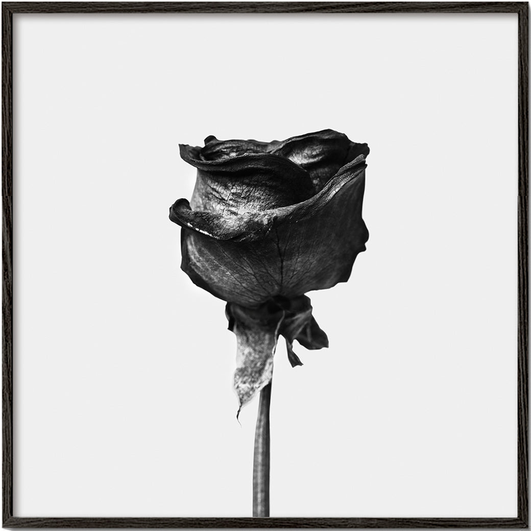 Dried rose black and white photograph
