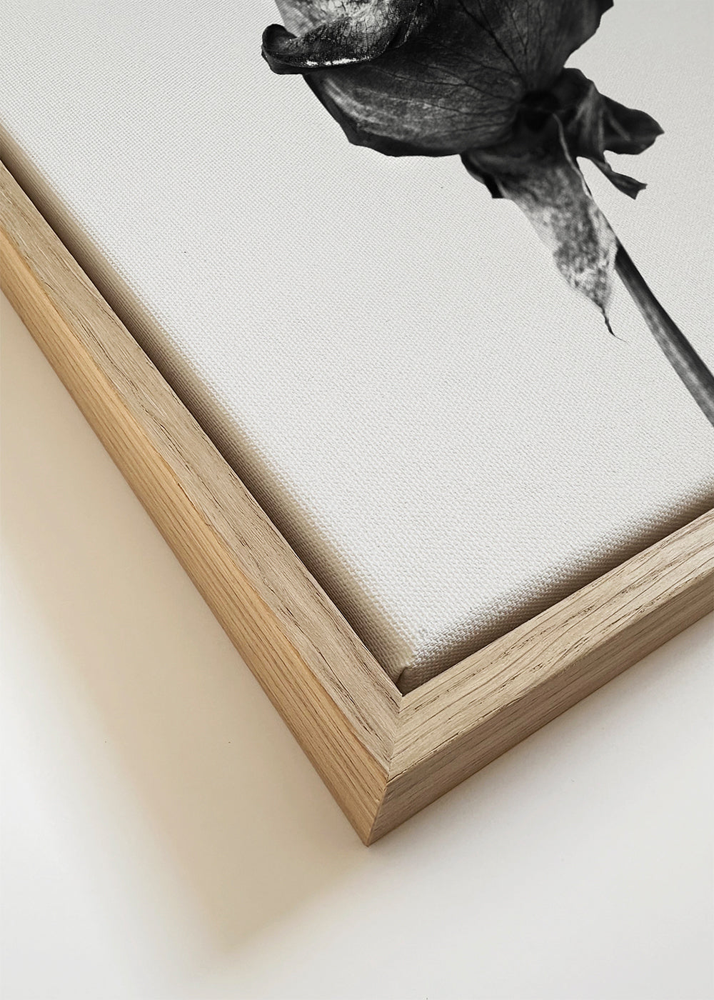 Dried rose black and white photograph