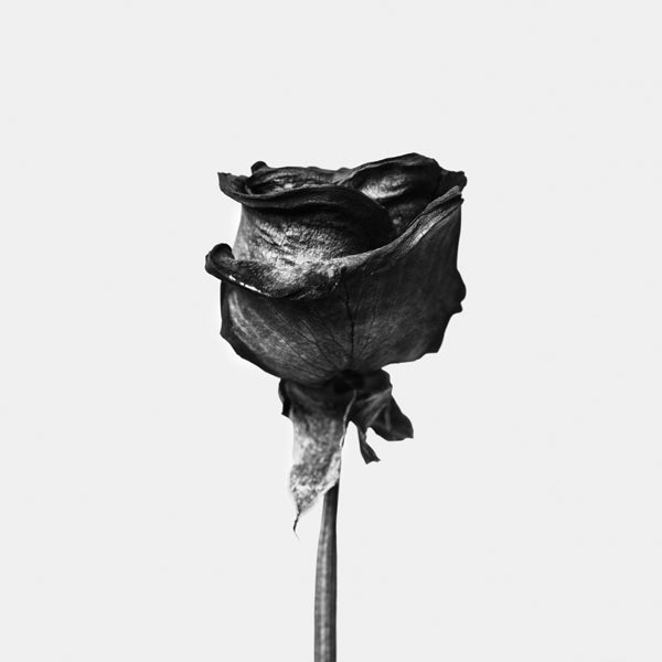 Dried rose black and white photograph