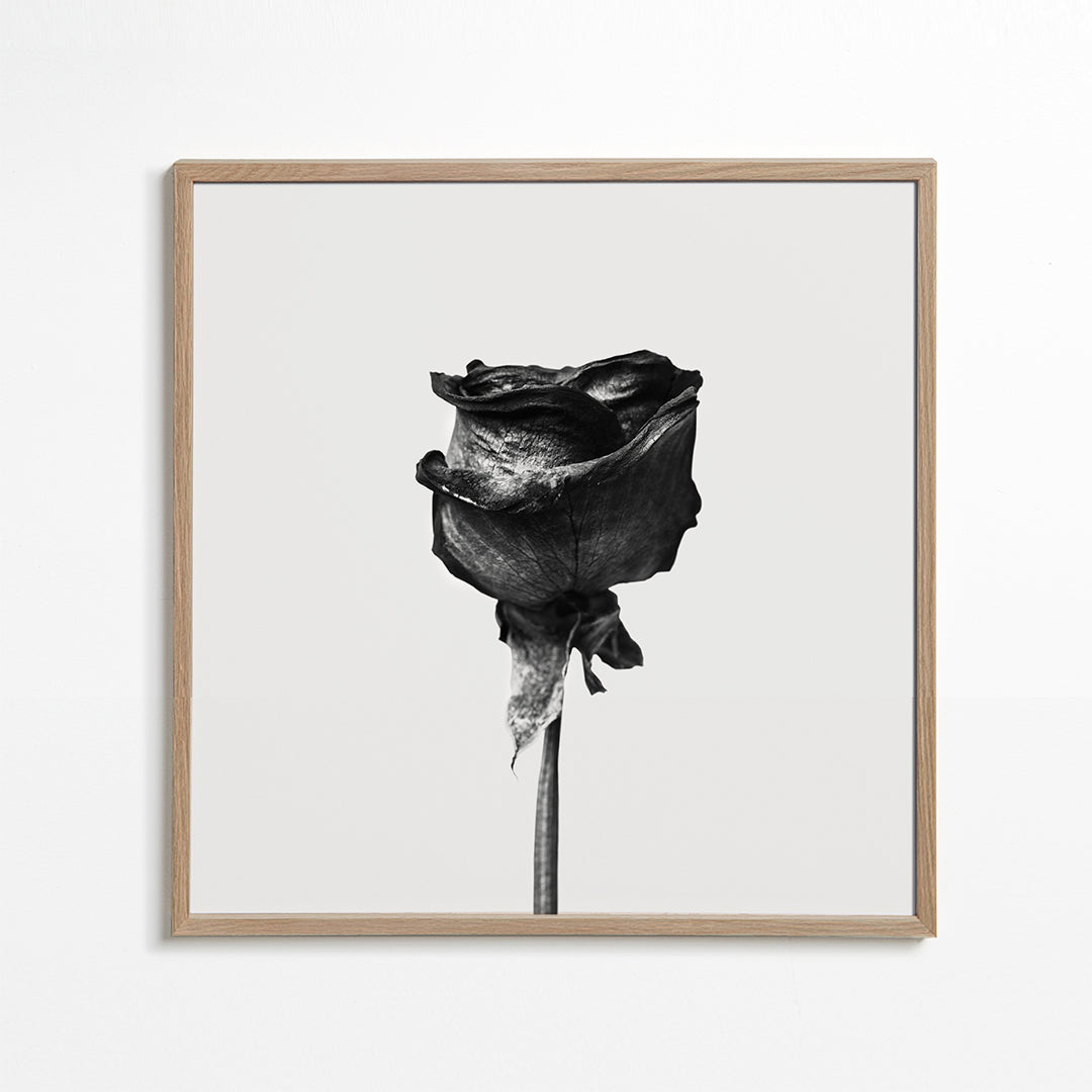 Dried rose black and white photograph