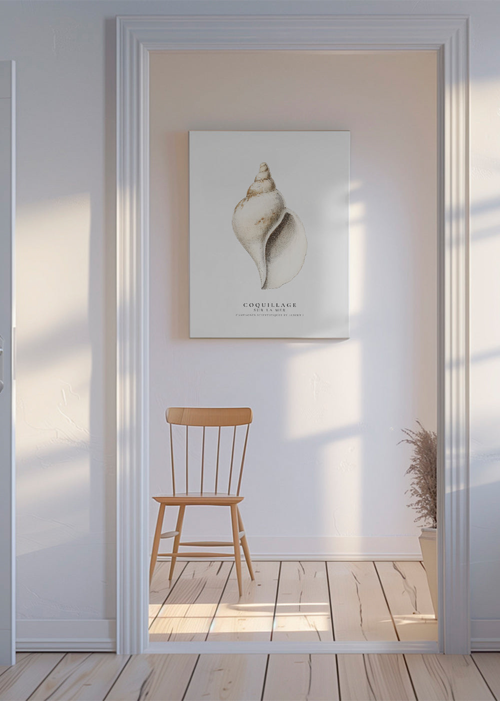 The gastropod shell (Coquillage) - Sealife Collection