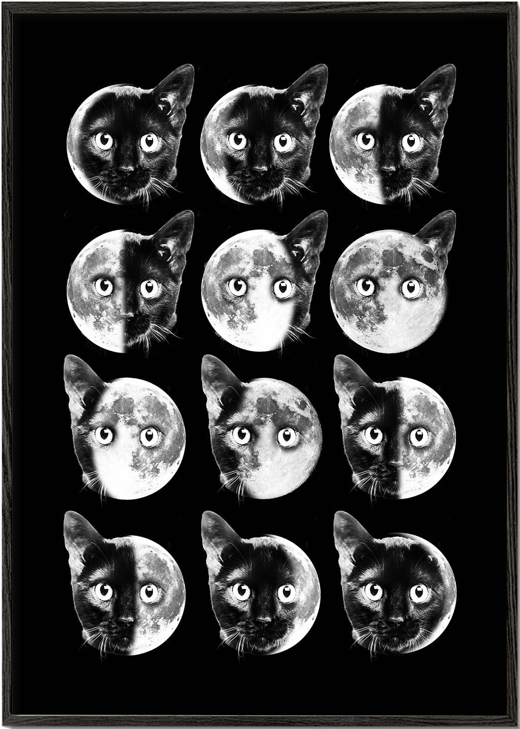 Cat moon phases