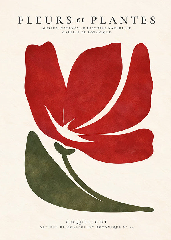Lámina botánica con coquelicot rojo estilizado