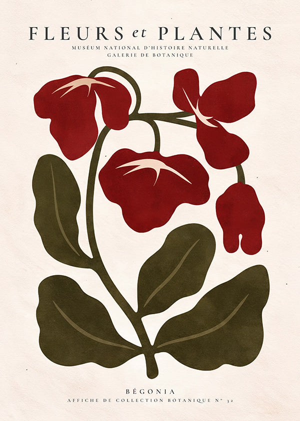 Lámina botánica: Begonia roja estilizada