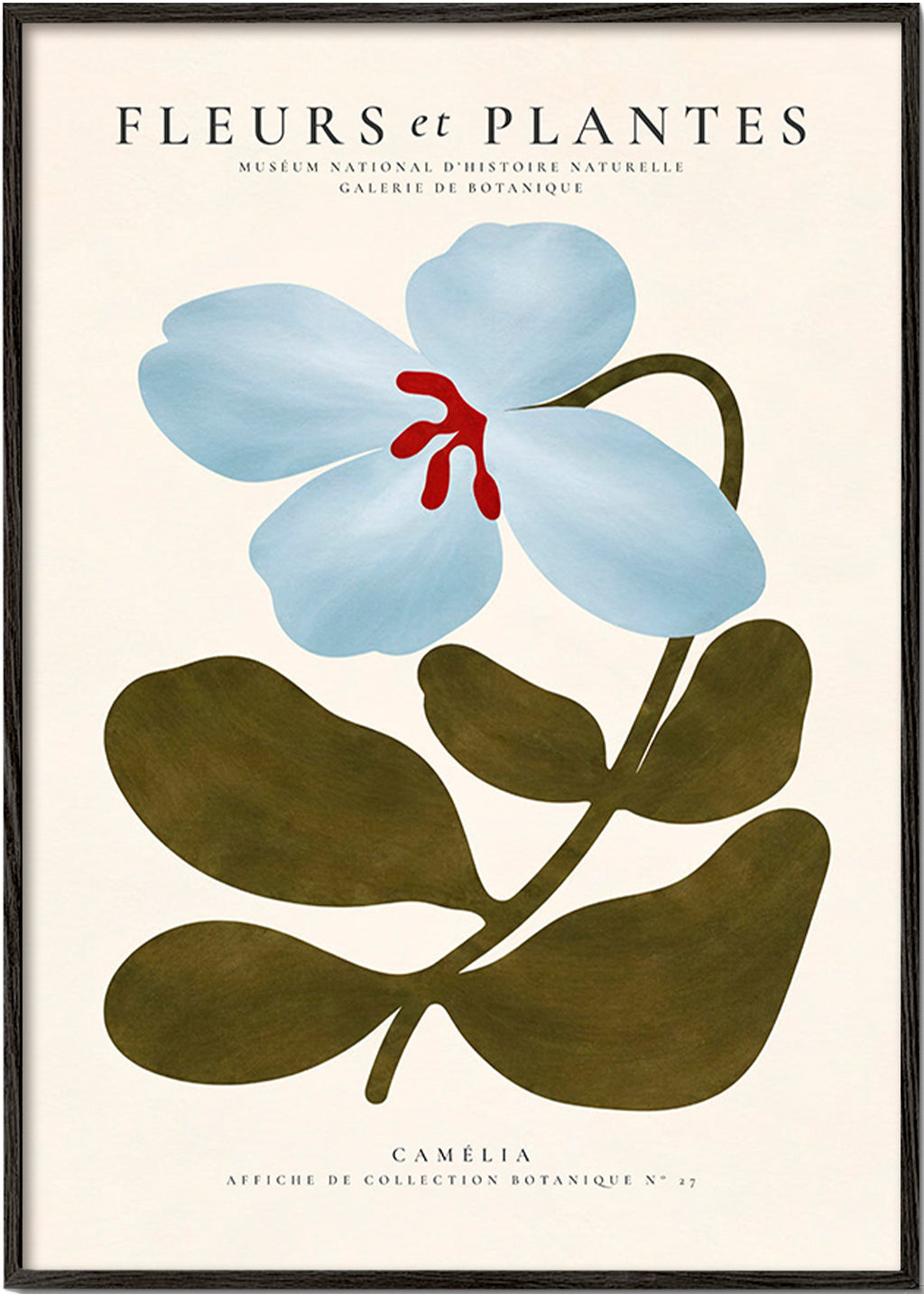 Lámina botánica Camelia azul – Black Frame
