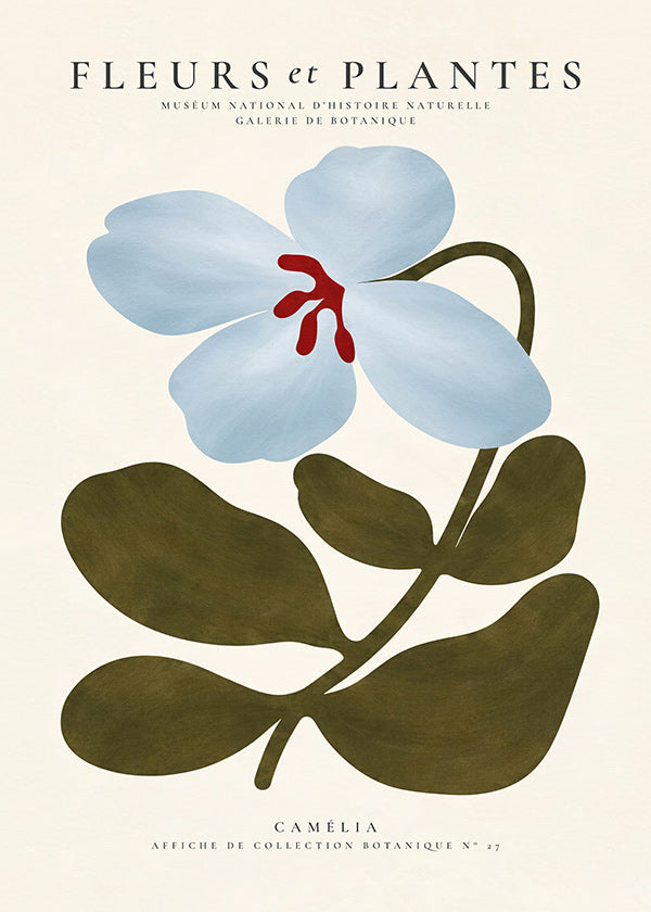 Lámina botánica Camelia azul