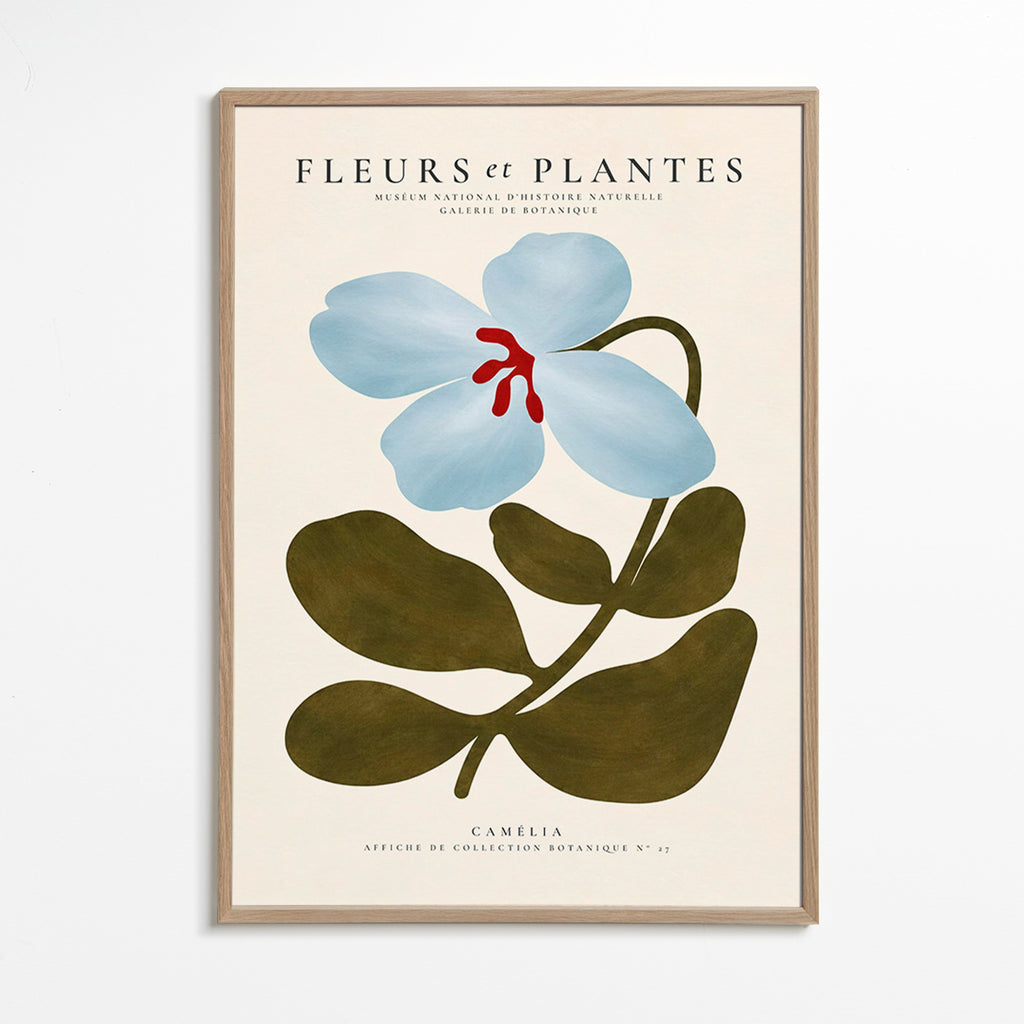 Lámina botánica Camelia azul – Oak Frame