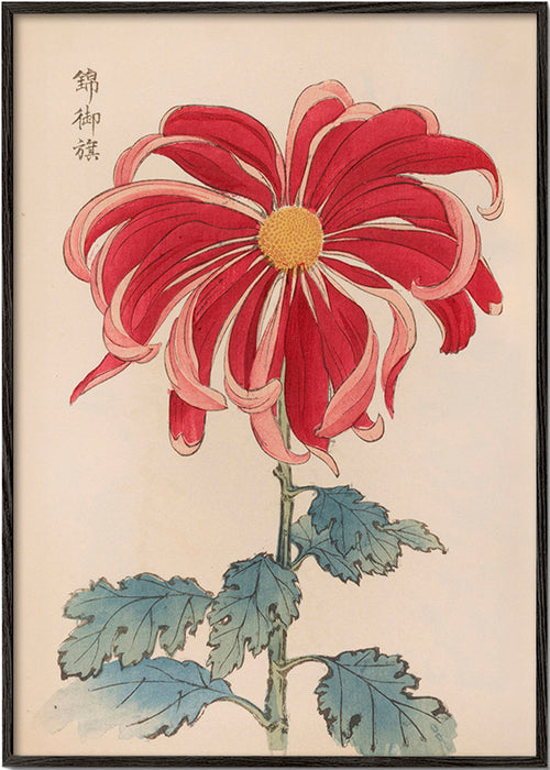 Lámina botánica crisantemo japonés rojo – Black Frame