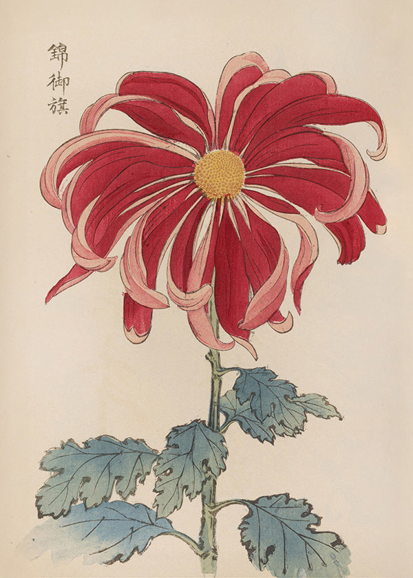 Lámina botánica crisantemo japonés rojo