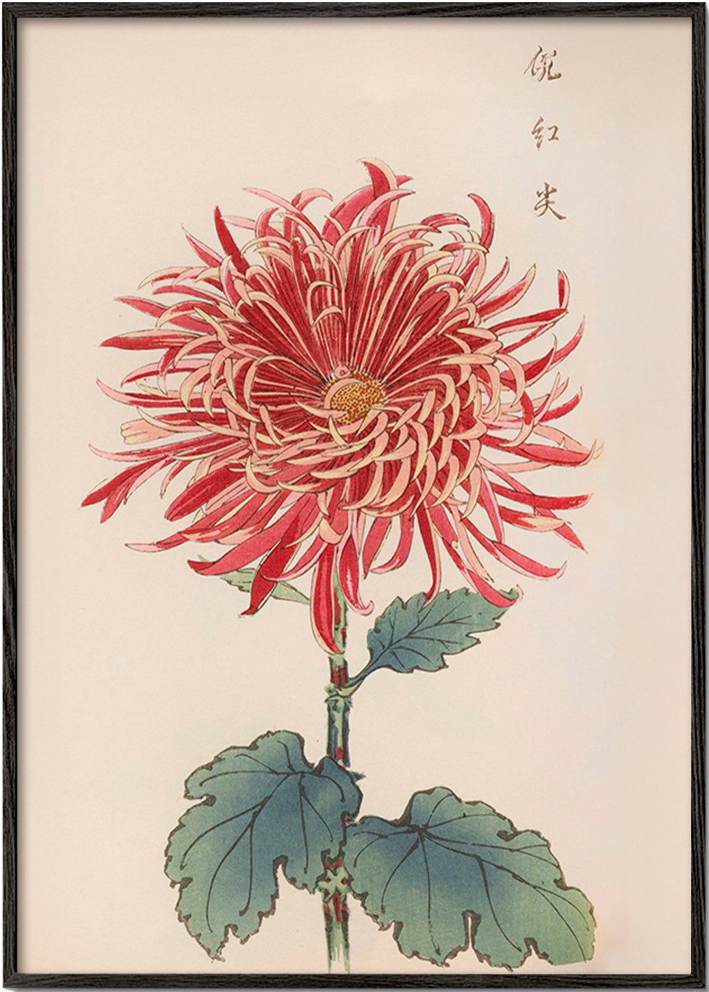 Lámina botánica crisantemo rojo detallado – Black Frame