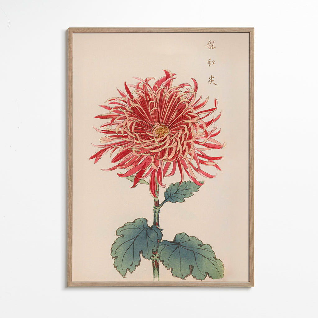 Lámina botánica crisantemo rojo detallado – Oak Frame