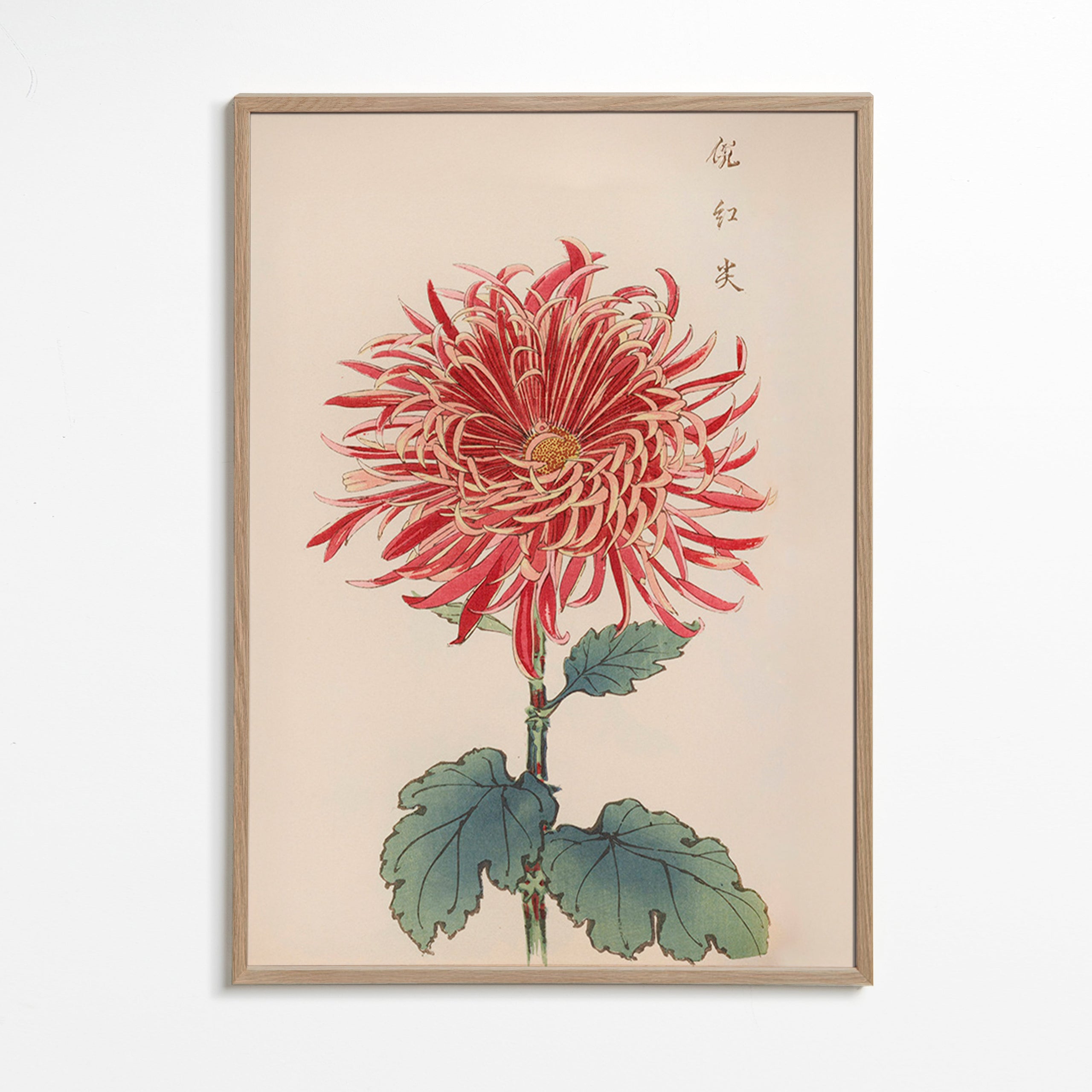 Lámina botánica crisantemo rojo detallado – Oak Frame