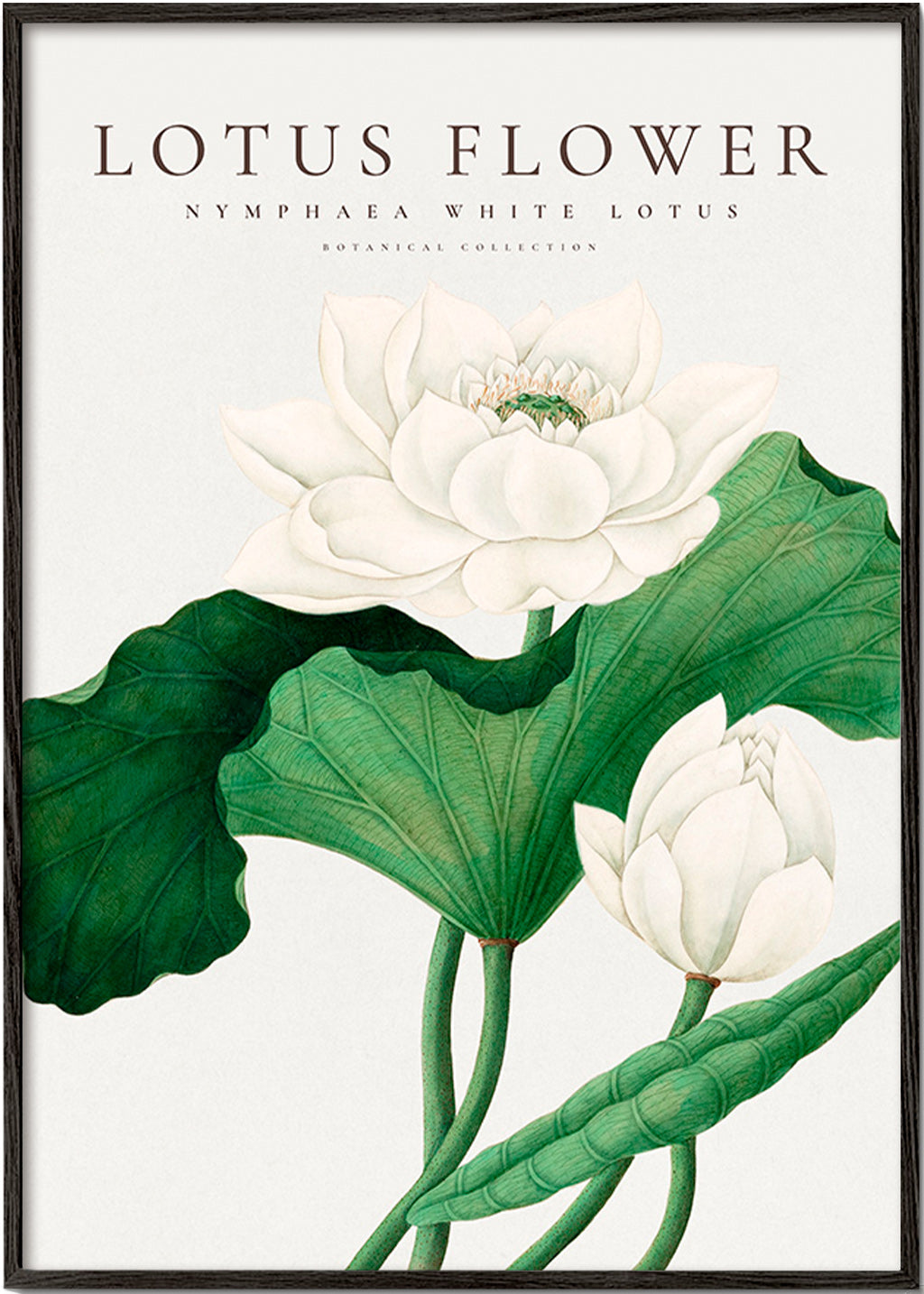 Lámina botánica Lotus blanco, detalle natural – Black Frame