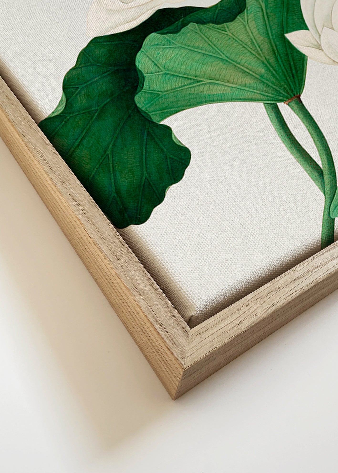 Lámina botánica Lotus blanco, detalle natural – Canvas detail