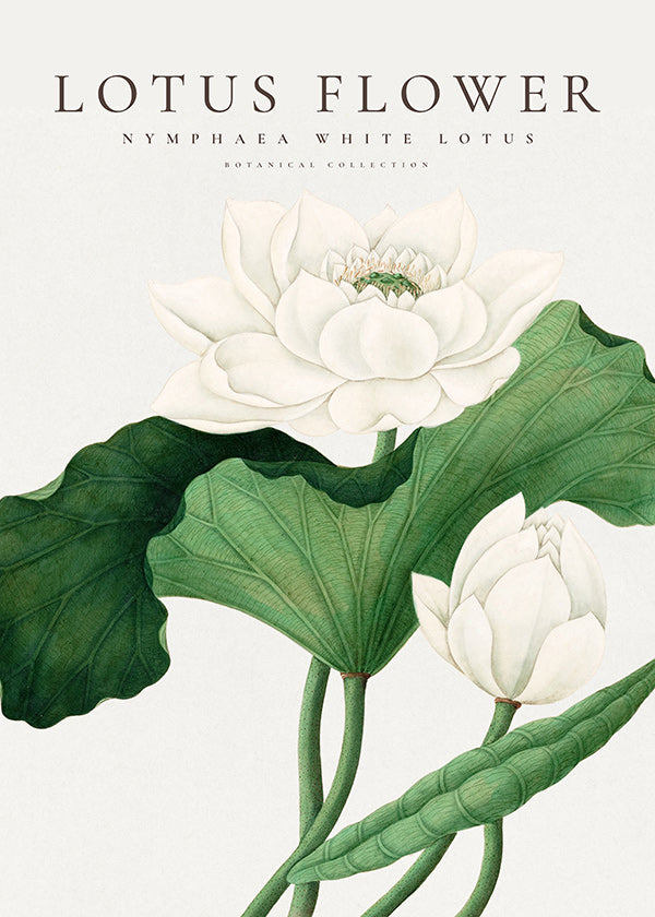 Lámina botánica Lotus blanco, detalle natural
