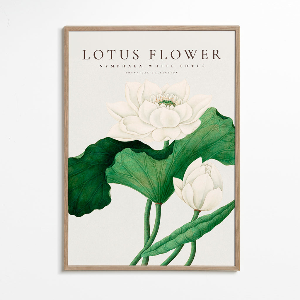 Lámina botánica Lotus blanco, detalle natural – Oak Frame