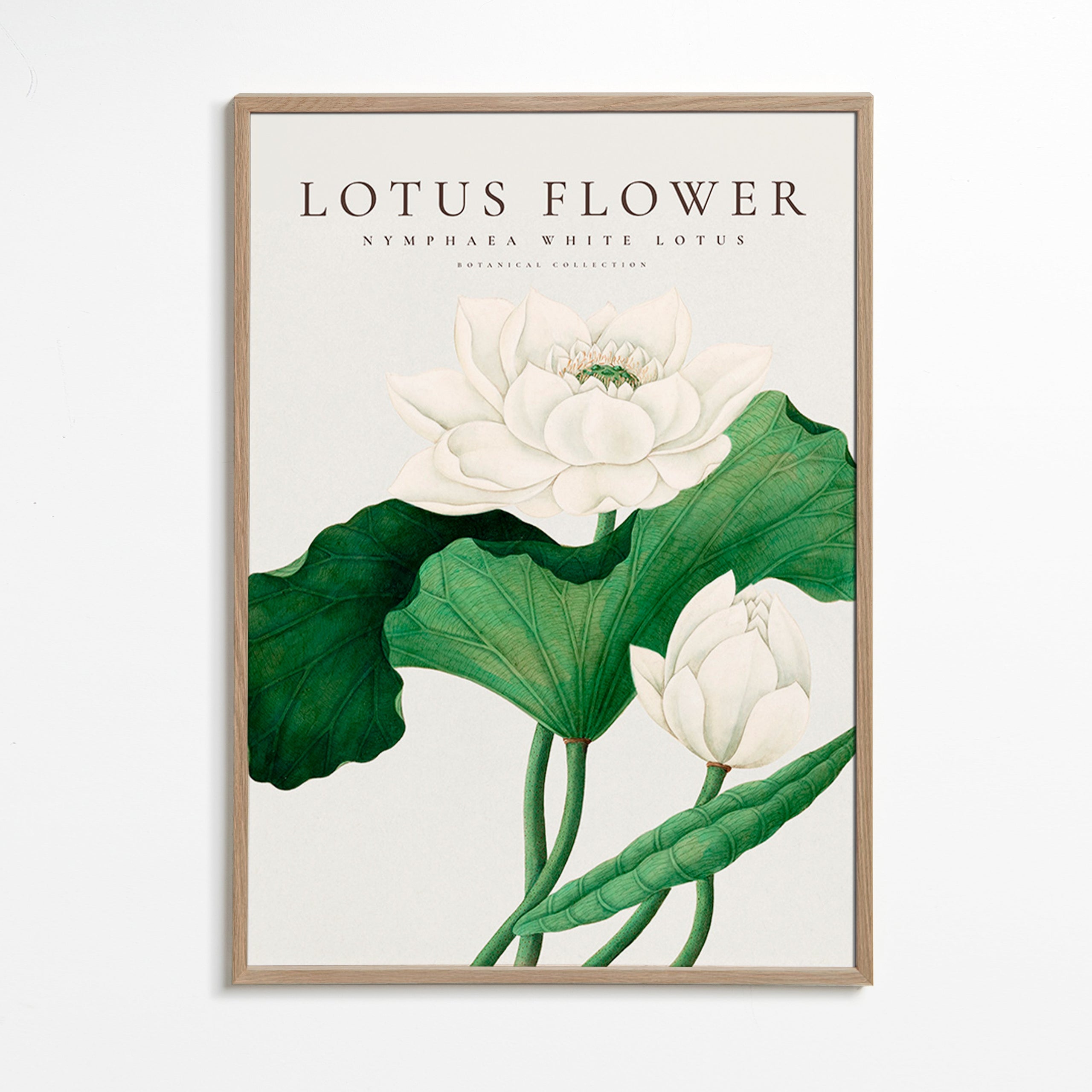 Lámina botánica Lotus blanco, detalle natural – Oak Frame