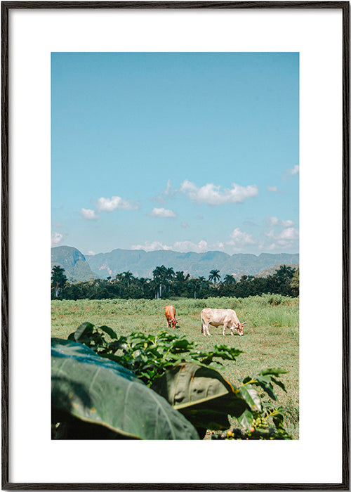 Cuadro de paisaje: campo con vacas y horizonte azul – Black Frame