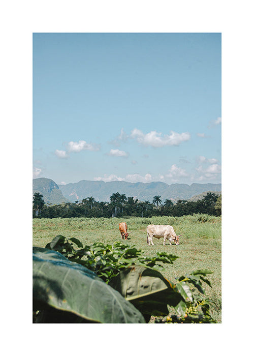 Cuadro de paisaje: campo con vacas y horizonte azul