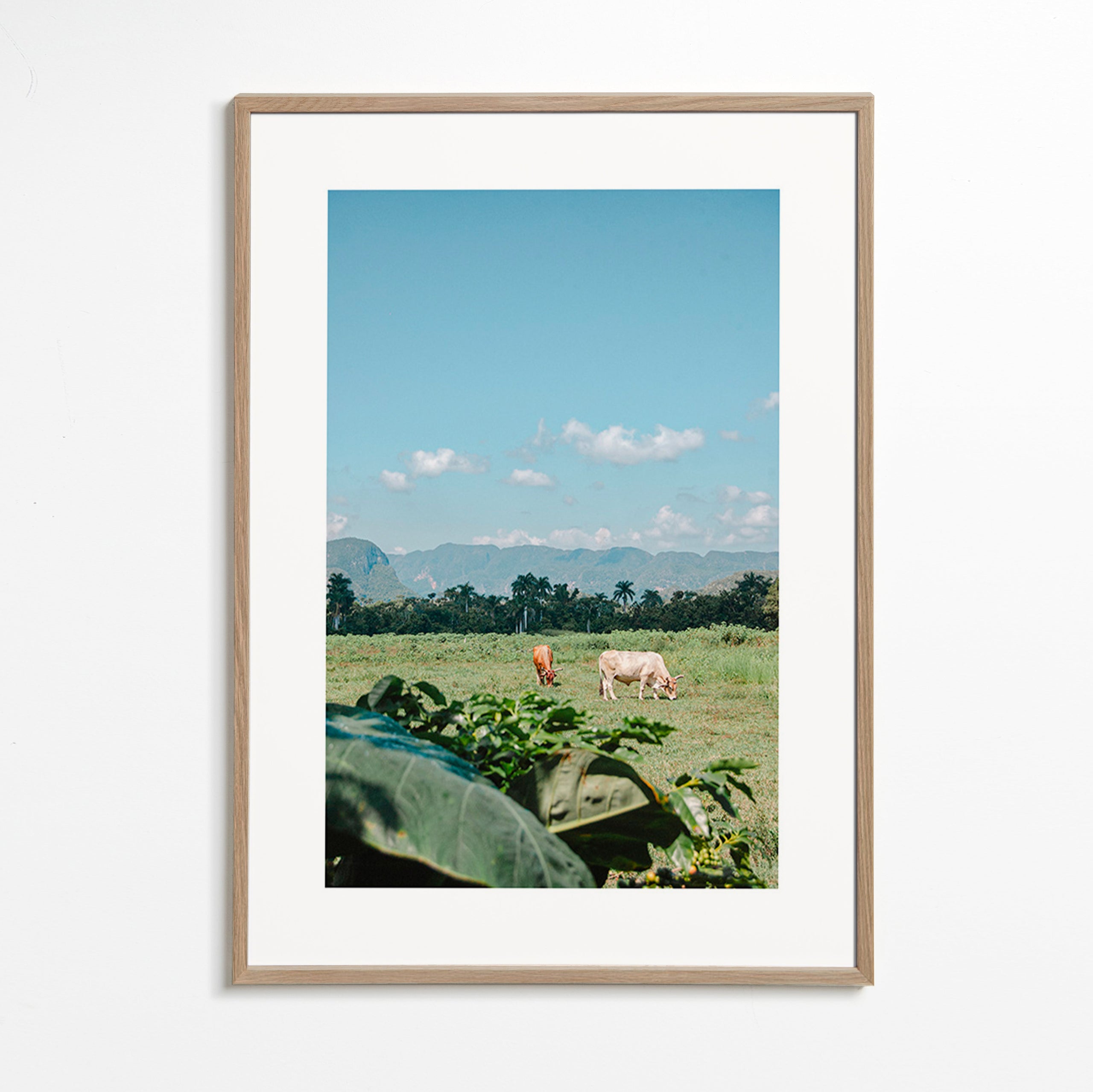 Cuadro de paisaje: campo con vacas y horizonte azul – Oak Frame