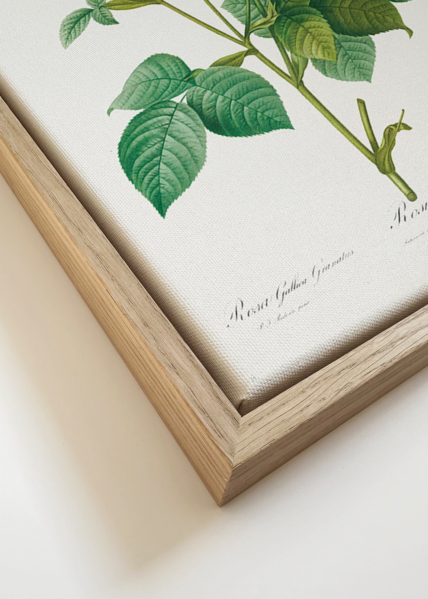 Lámina botánica Rosa Gallica – Canvas detail