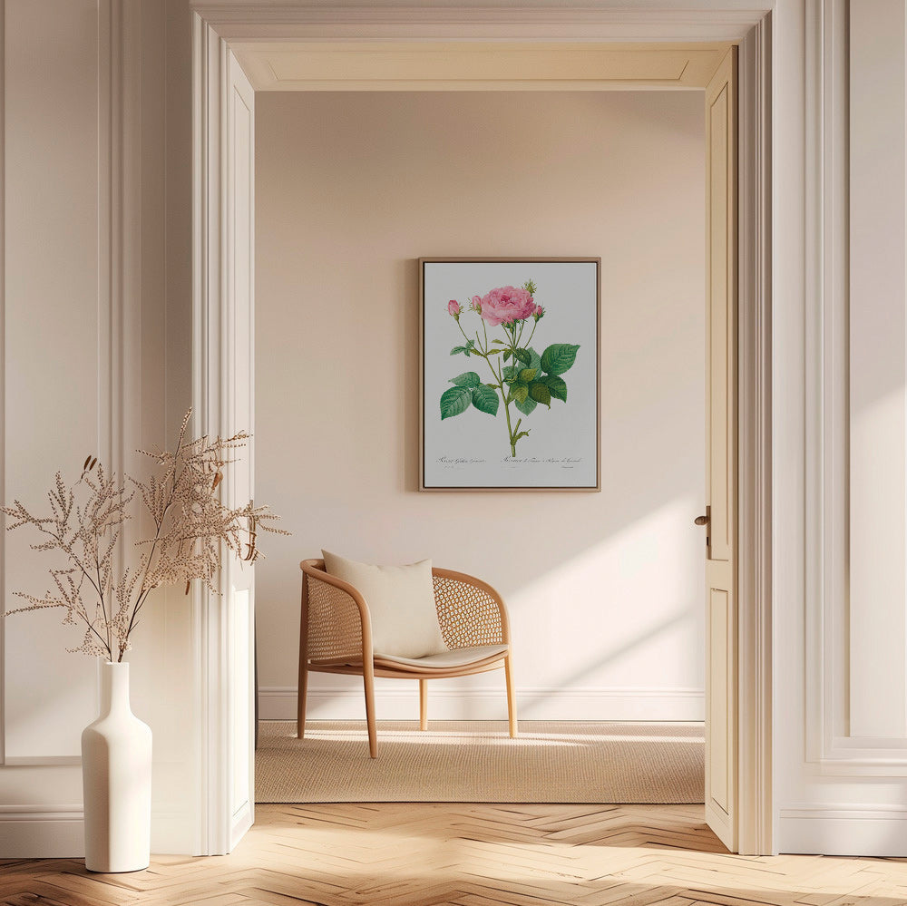 Lámina botánica Rosa Gallica – Canvas1