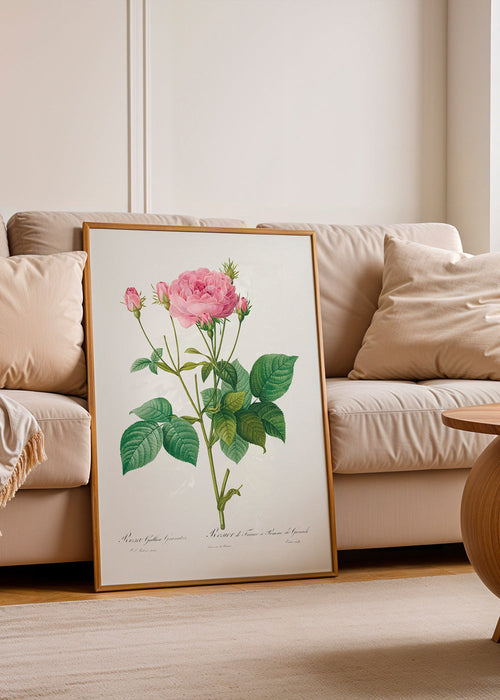 Lámina botánica Rosa Gallica – Product1