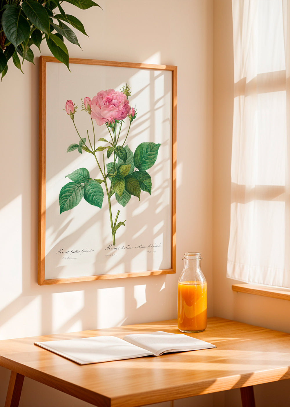 Lámina botánica Rosa Gallica – Product3