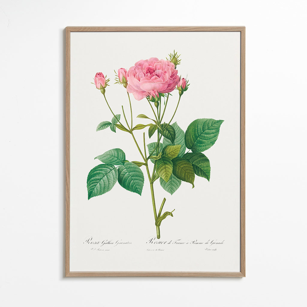 Lámina botánica Rosa Gallica – Oak Frame