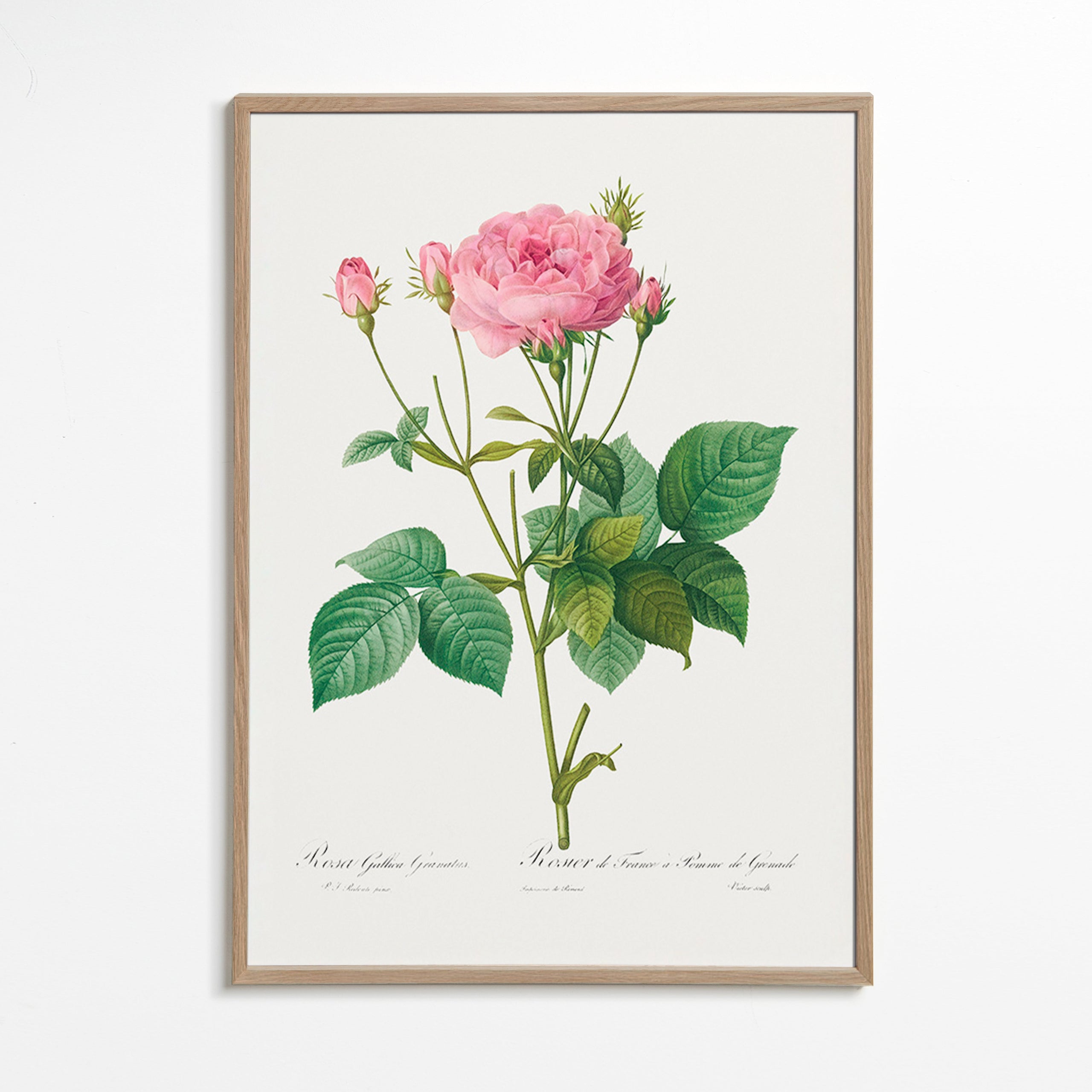 Lámina botánica Rosa Gallica – Oak Frame