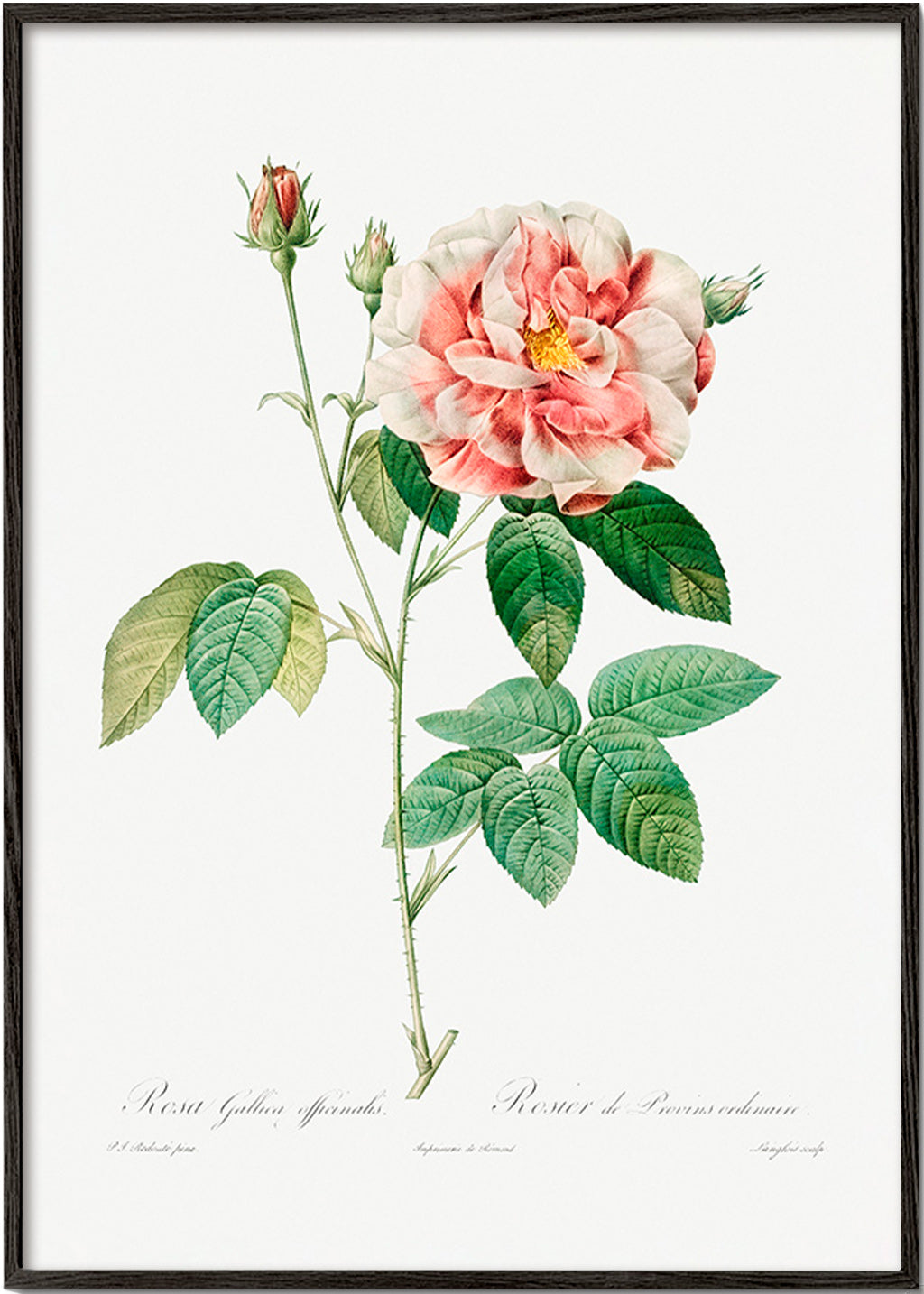 Lámina botánica Rosa Gallica en lámina científica – Black Frame