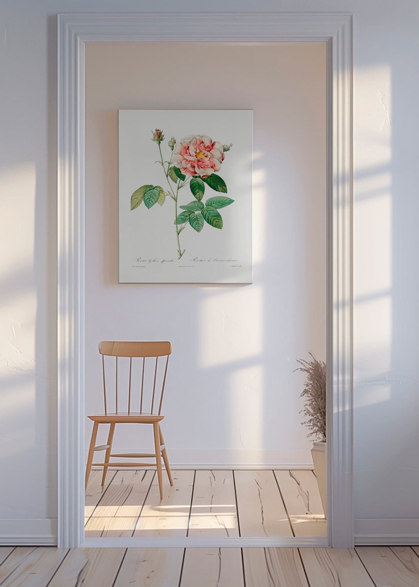 Lámina botánica Rosa Gallica en lámina científica – Canvas