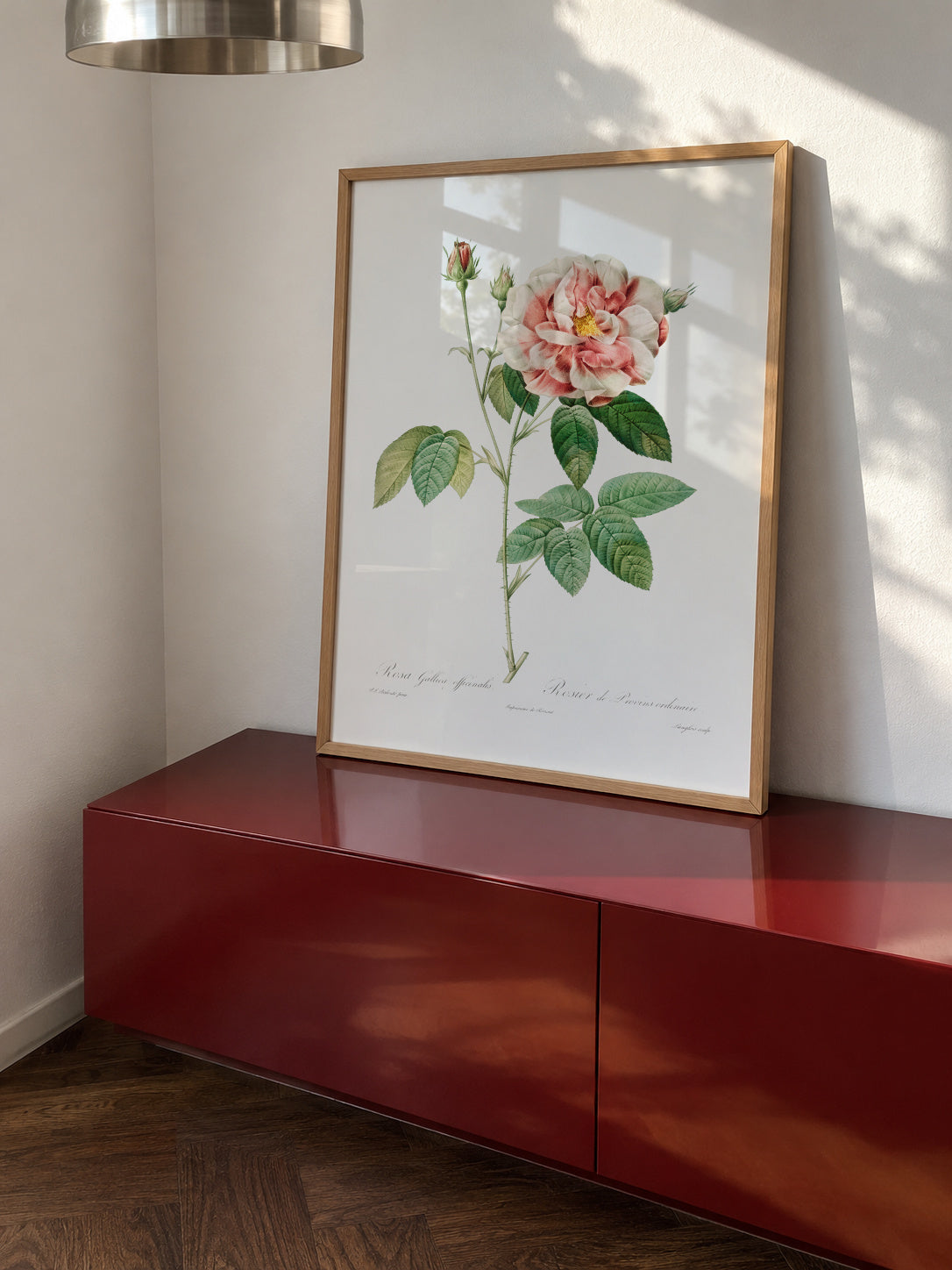 Rosa Gallica - Framed poster in an interior