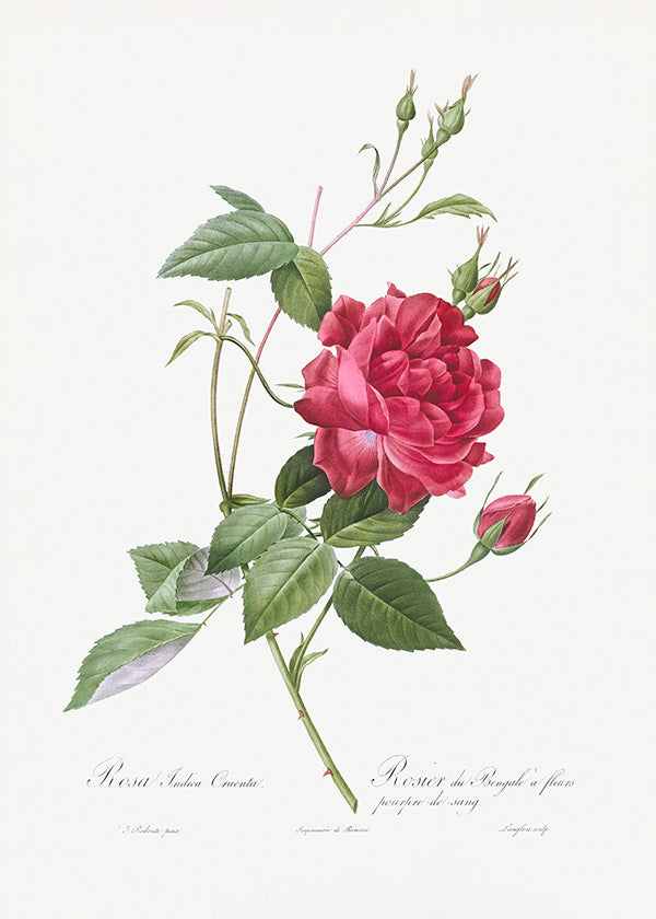 Lámina botánica con rosa roja en primer plano