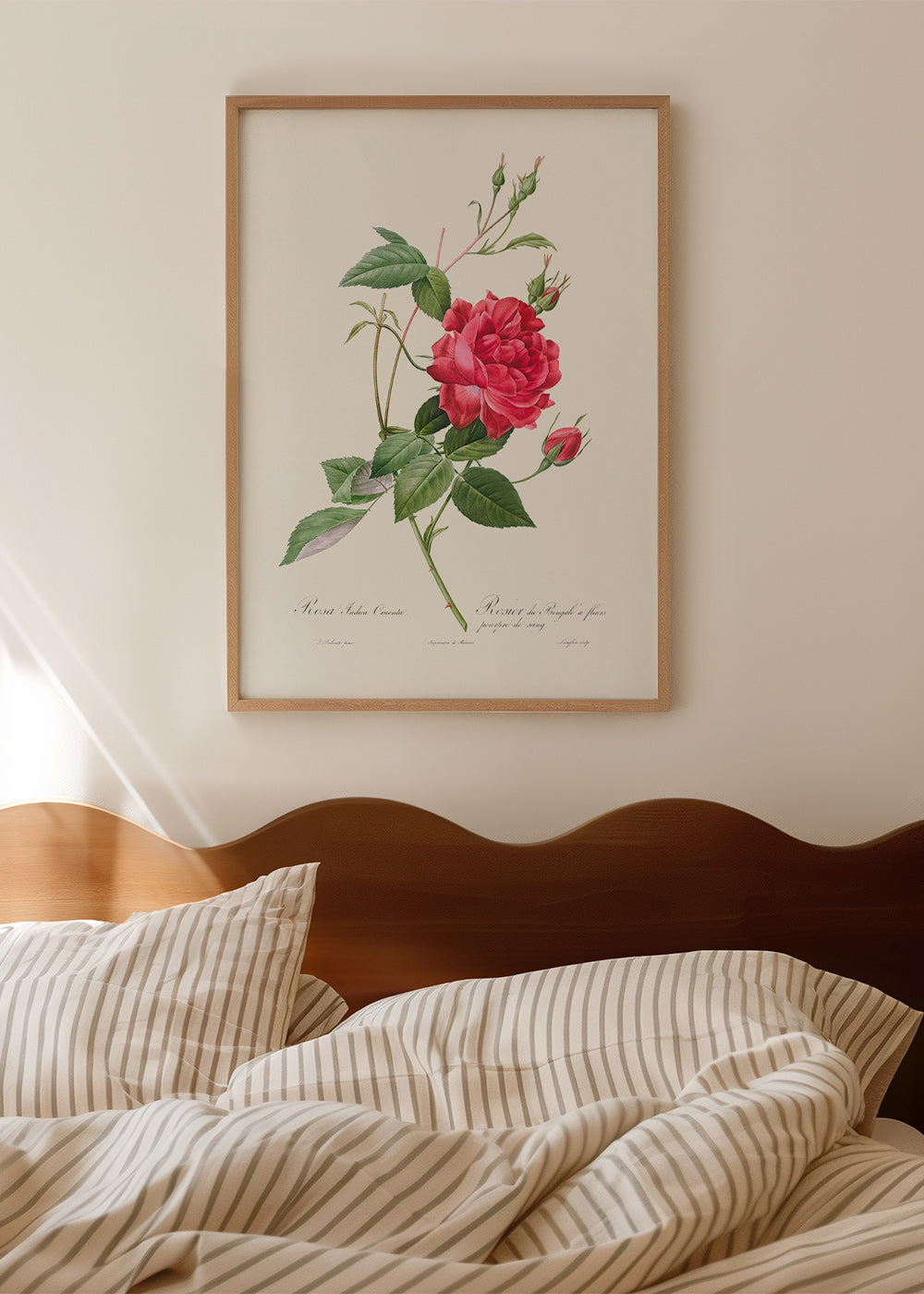 Lámina botánica con rosa roja en primer plano – Product3